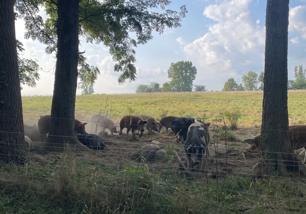 Pork grazing in an open pasture.