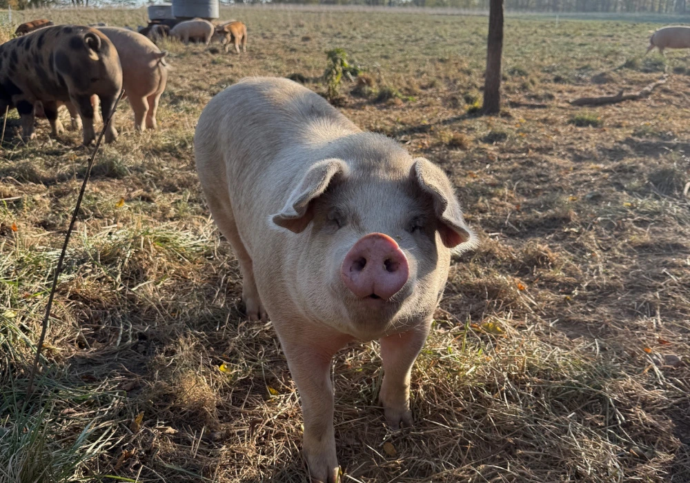 Pork grazing in an open pasture